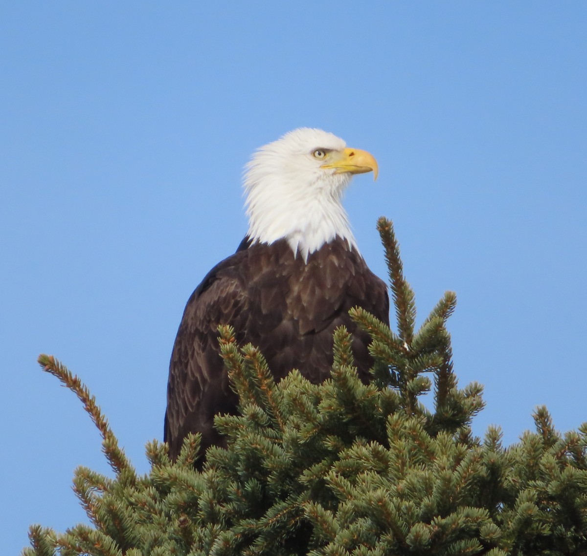 Bald Eagle - ML439273531