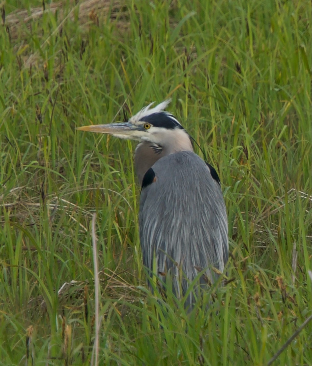 Great Blue Heron - ML439273951