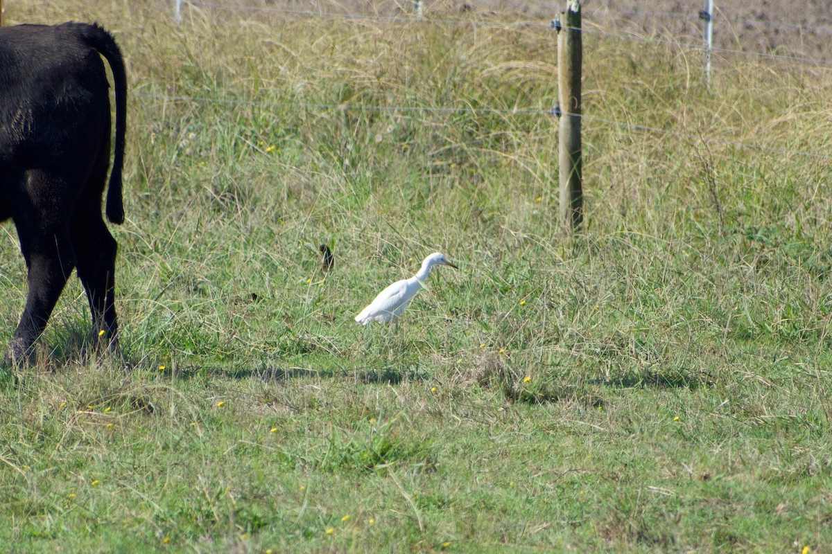 Eastern Cattle-Egret - ML439274721
