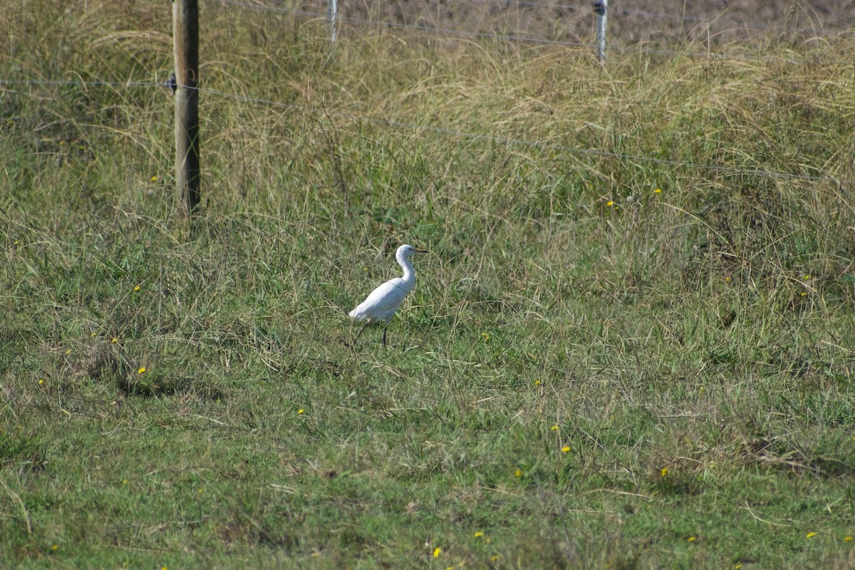 Eastern Cattle-Egret - ML439274731