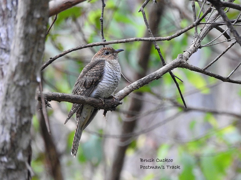 Brush Cuckoo - ML439276291