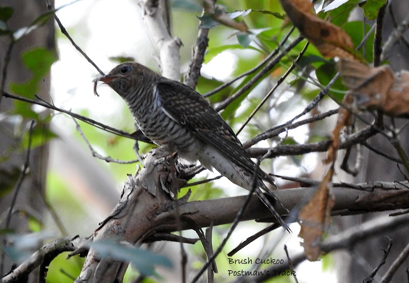 Brush Cuckoo - ML439276321