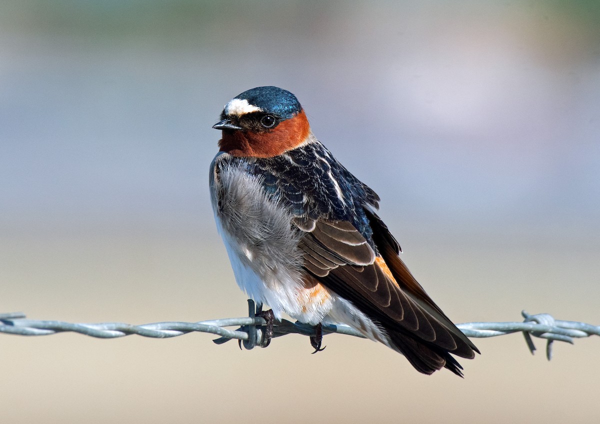 Cliff Swallow - Alison Davies