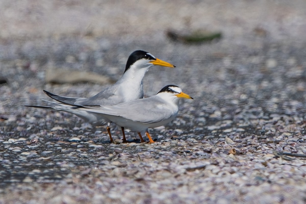 Little Tern - ML439278071