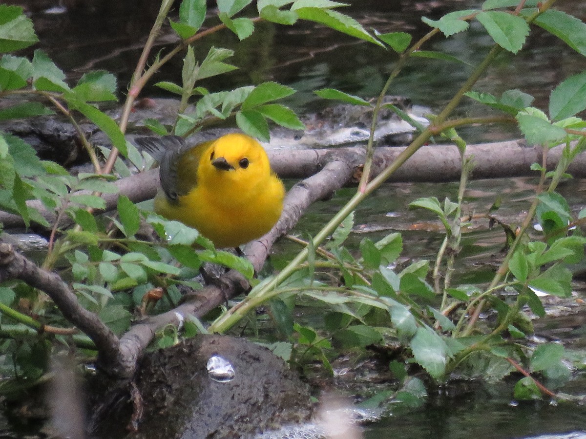 Prothonotary Warbler - ML439279051