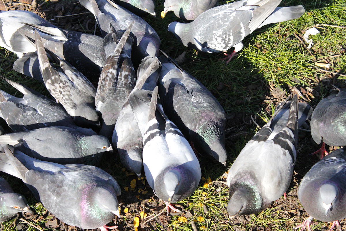 Rock Pigeon (Feral Pigeon) - ML439279131