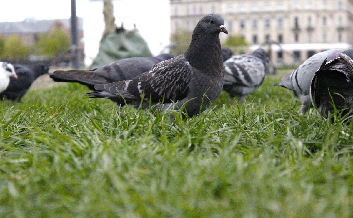 Rock Pigeon (Feral Pigeon) - ML439279141