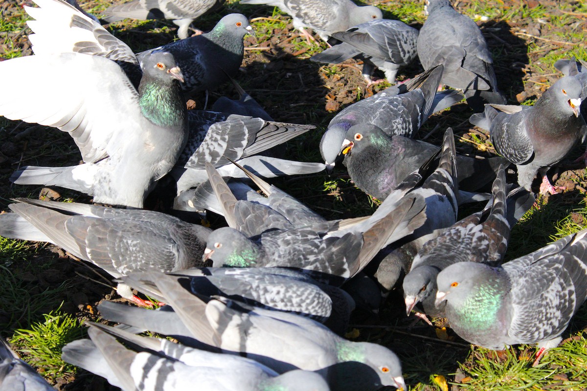 Rock Pigeon (Feral Pigeon) - ML439279151