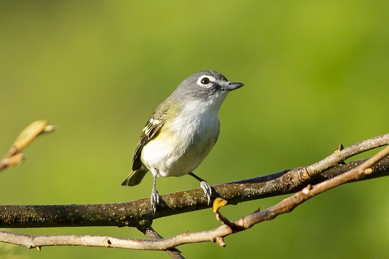 Blue-headed Vireo - ML439280771