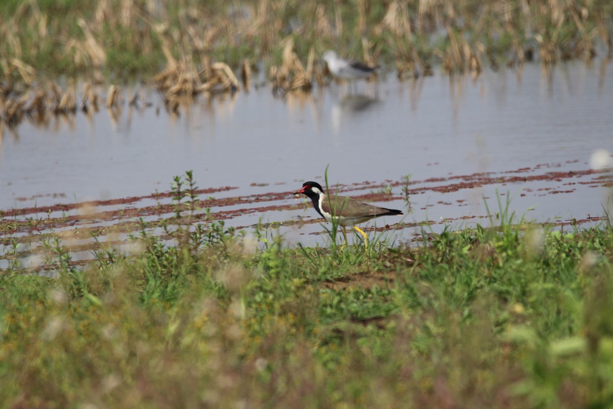 Red-wattled Lapwing - ML439282521