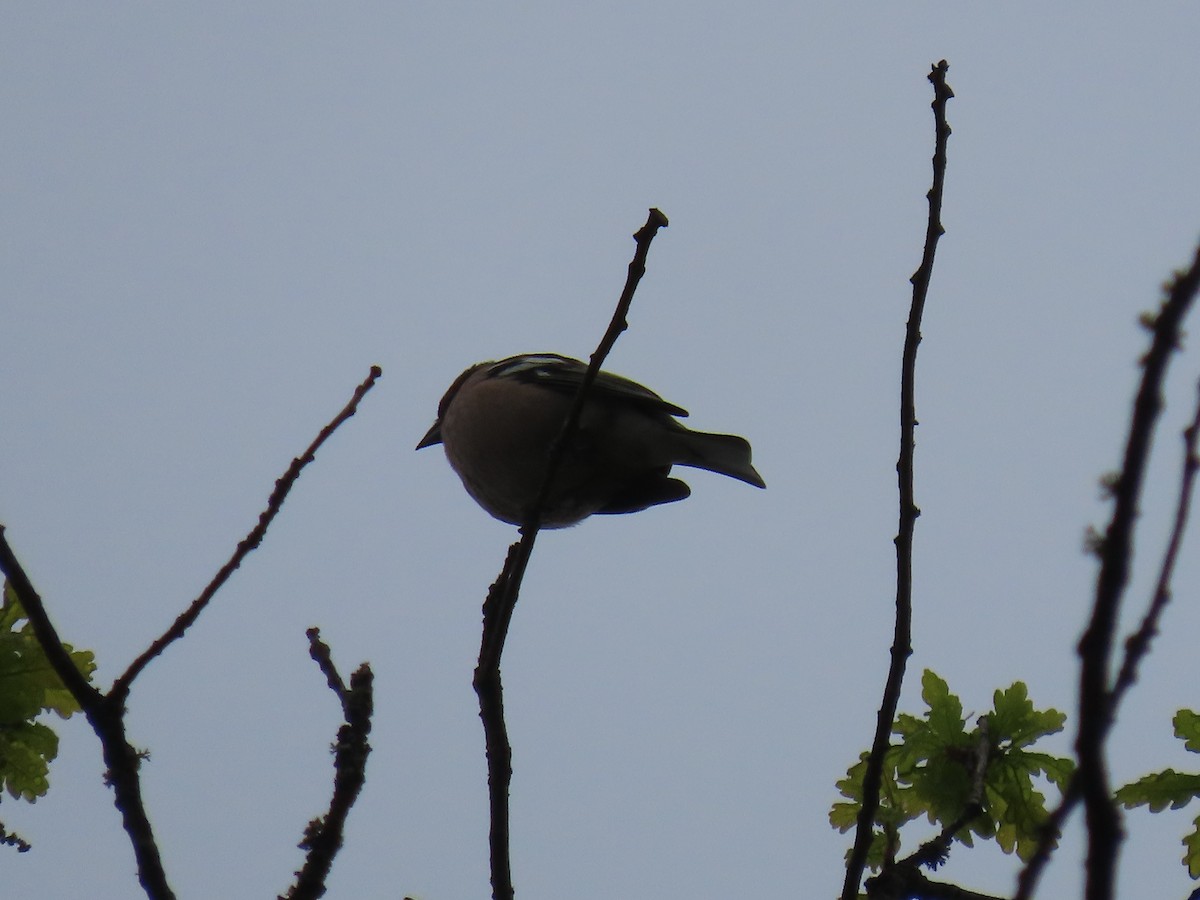 Common Chaffinch - ML439284111