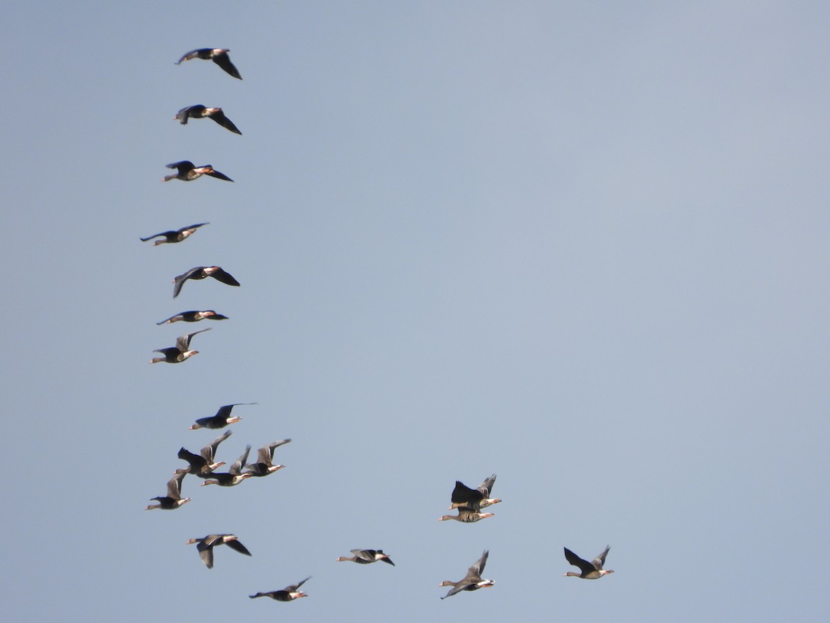 Greater White-fronted Goose - ML439284301