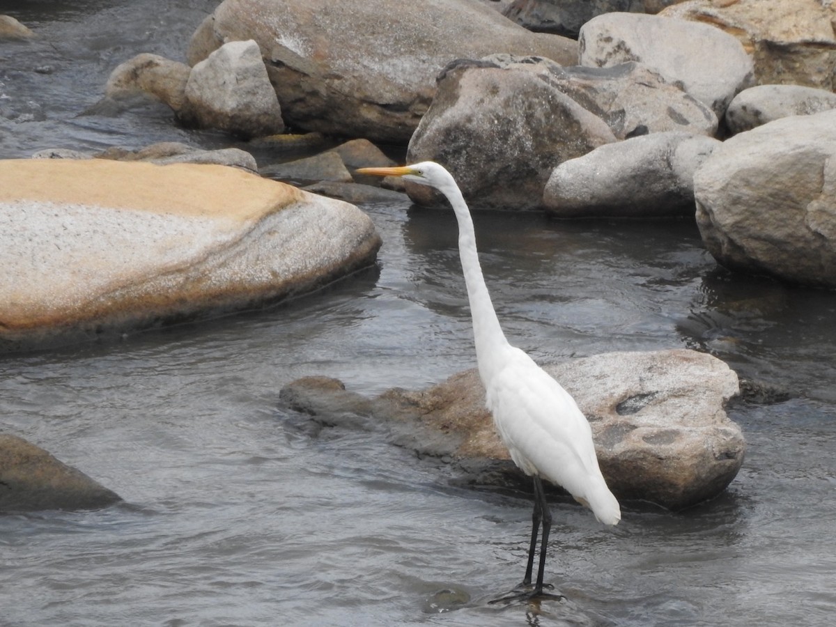 Great Egret - ML439284581