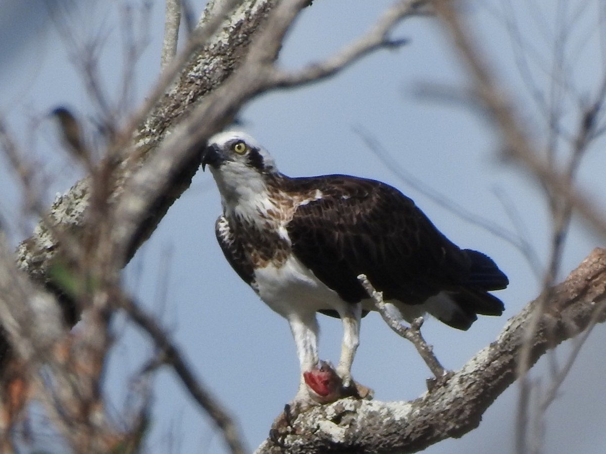 Águila Pescadora - ML439284631