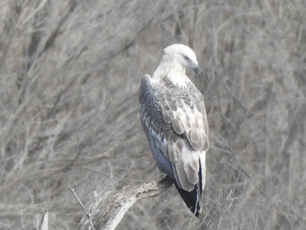 White-bellied Sea-Eagle - ML439284641