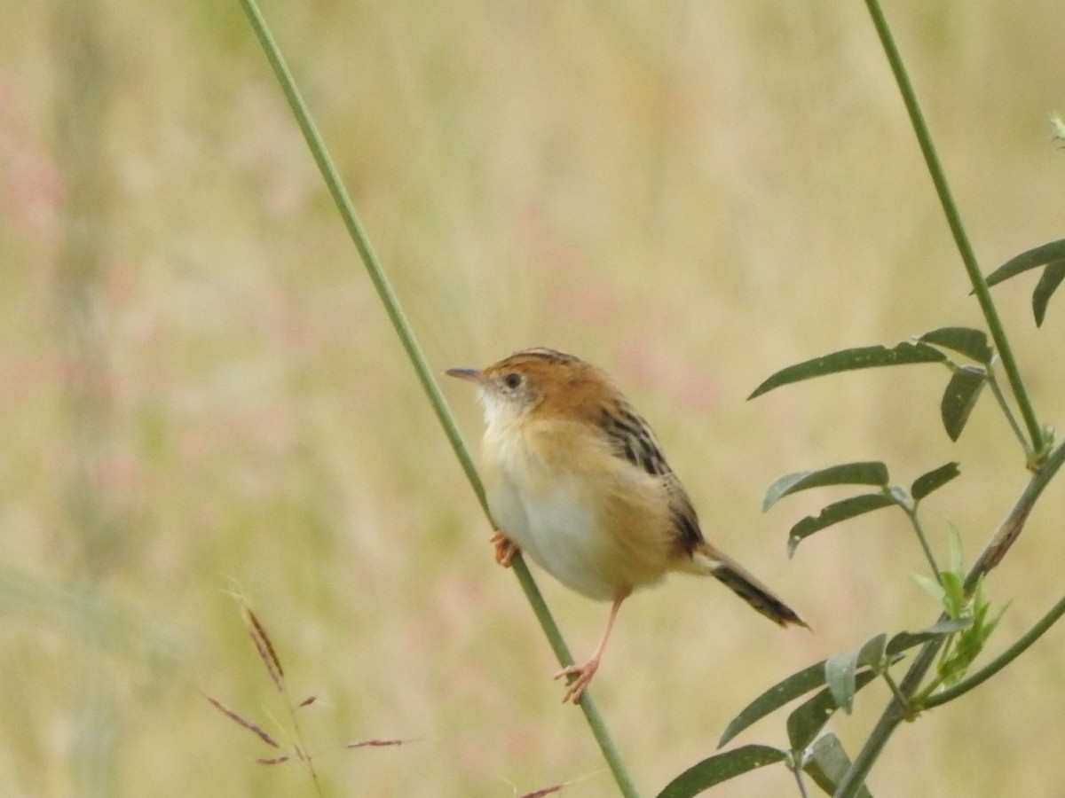 Golden-headed Cisticola - ML439284701