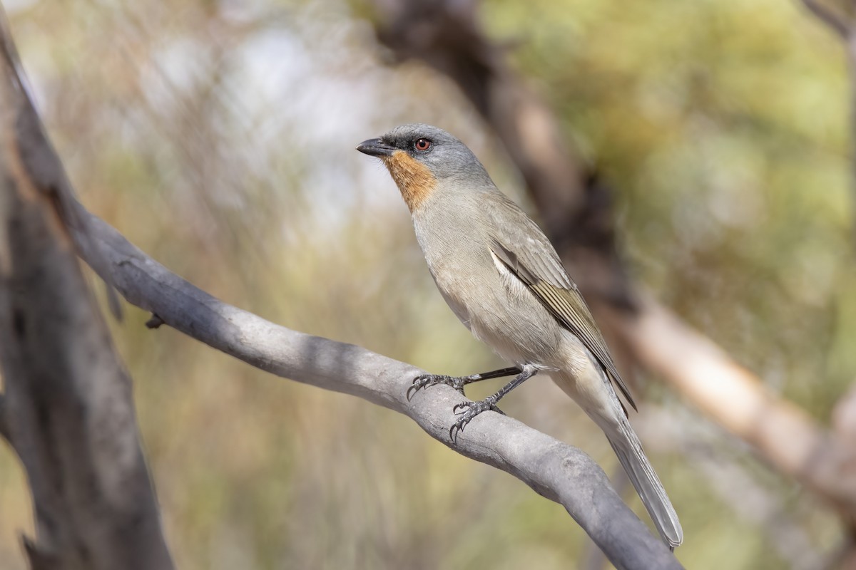 Gilbert's Whistler - Andreas Heikaus
