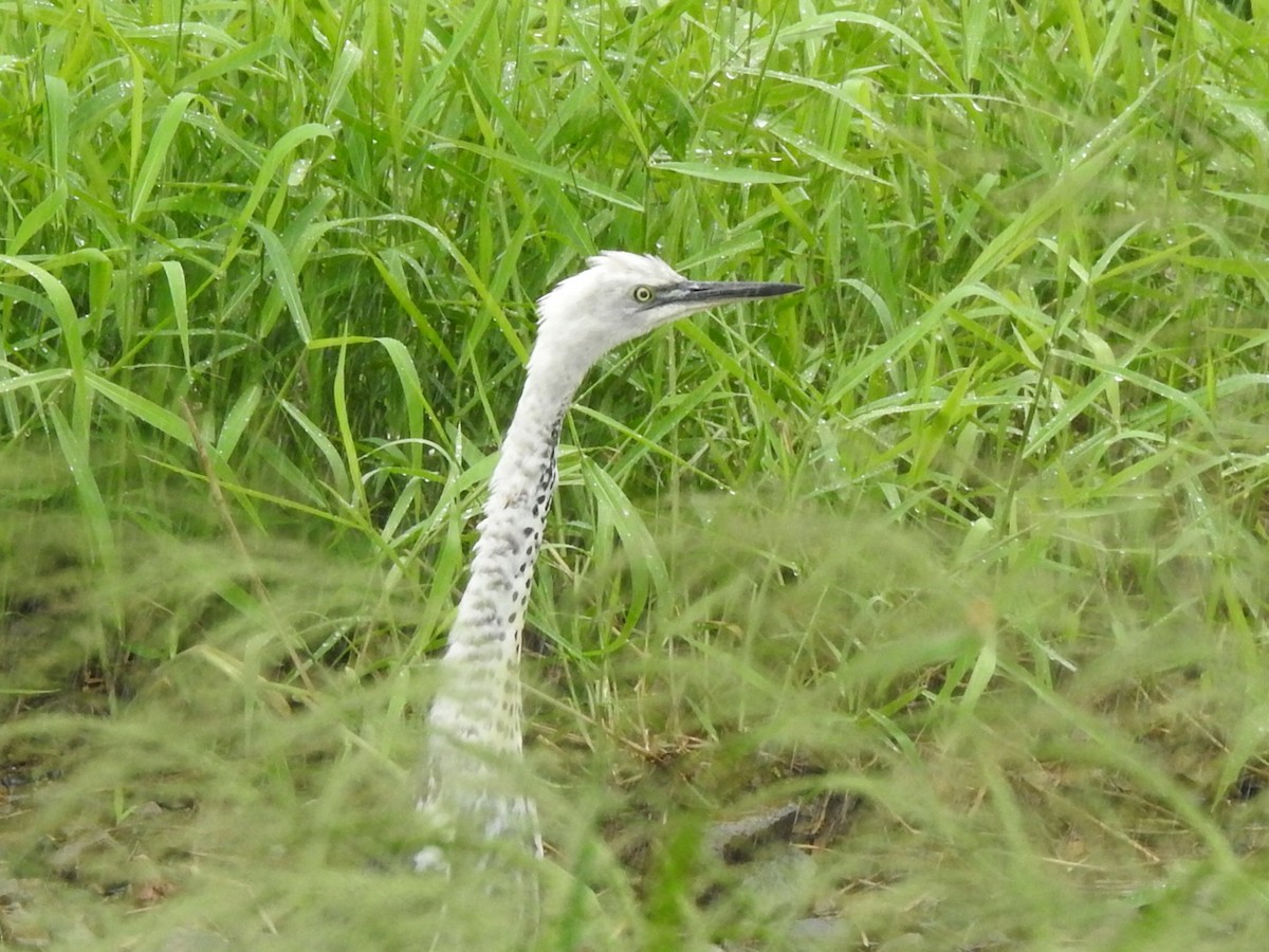 Pacific Heron - ML439286041