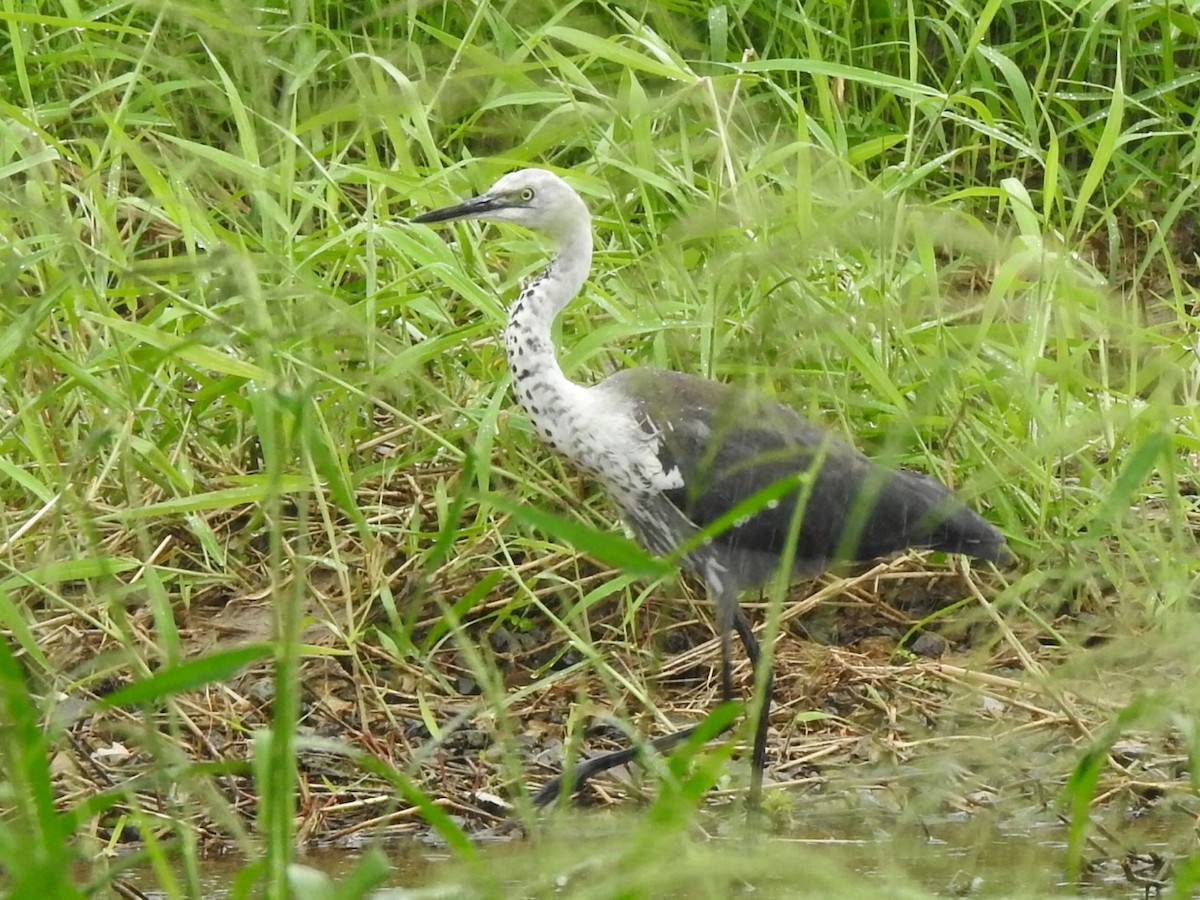 Pacific Heron - ML439286051