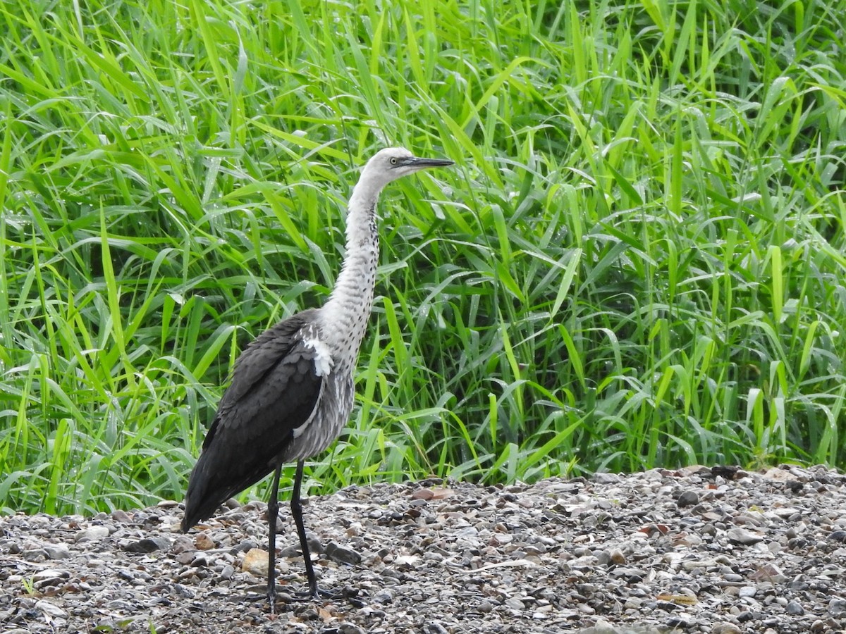Pacific Heron - ML439286061