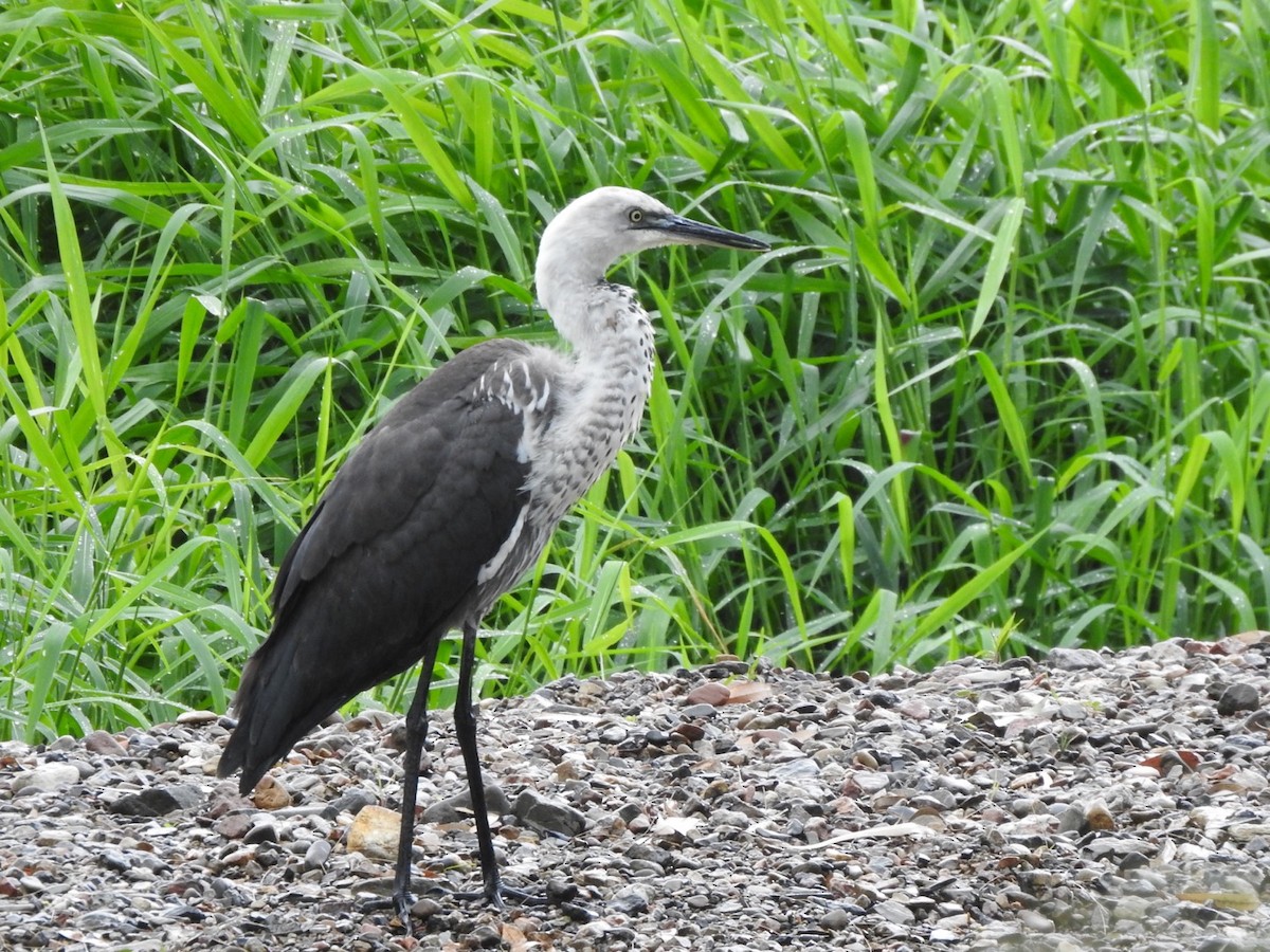 Pacific Heron - ML439286071
