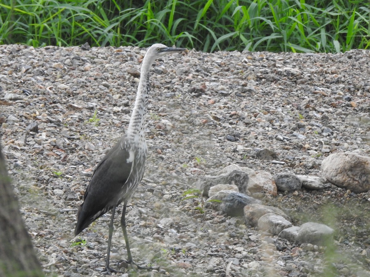 Pacific Heron - ML439286091