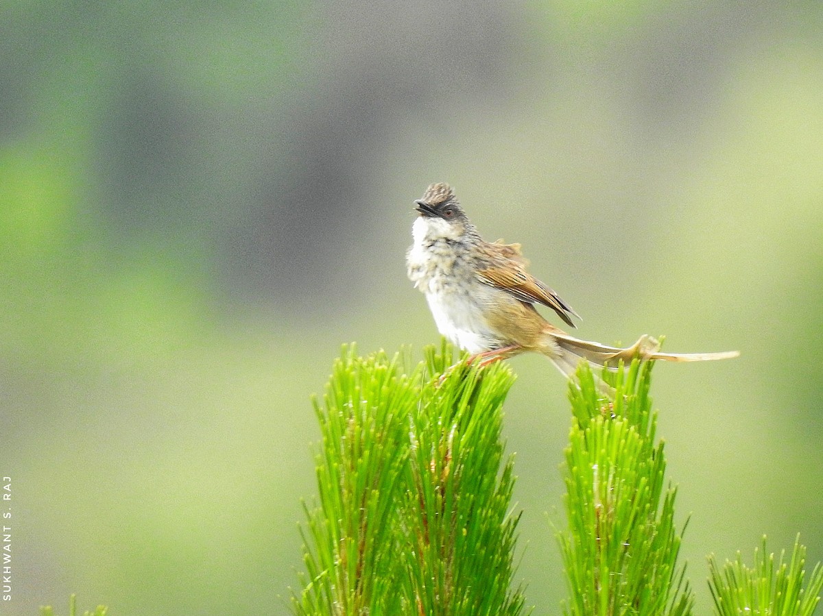 Himalayan Prinia - ML439288031