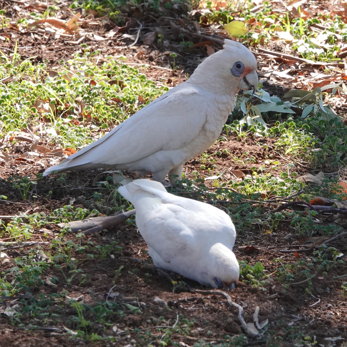 Western Corella - ML439288771