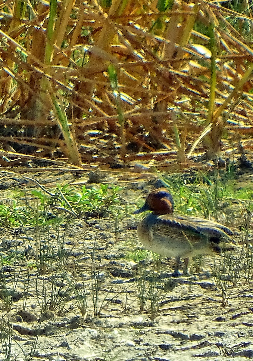 Green-winged Teal - ML43928891