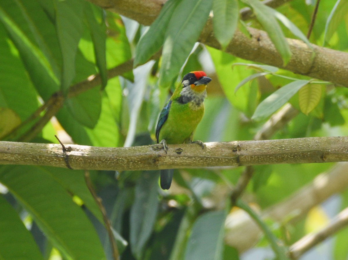 Golden-throated Barbet - Anish  Bera