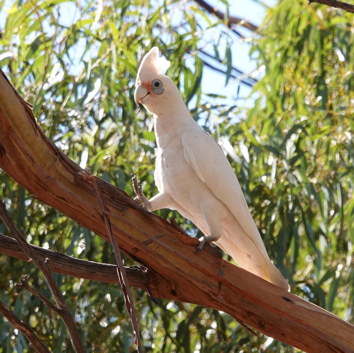 Western Corella - ML439289261