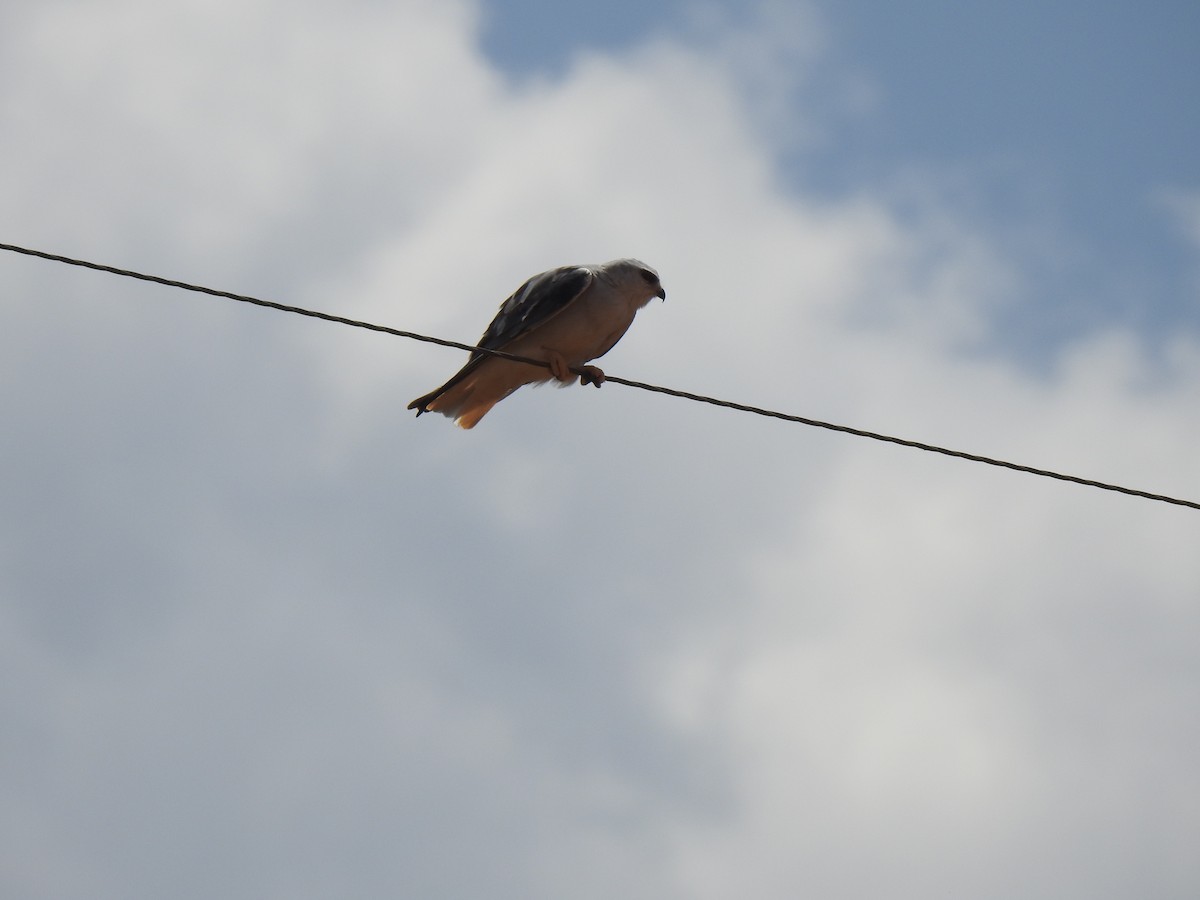 Black-winged Kite - ML439289451