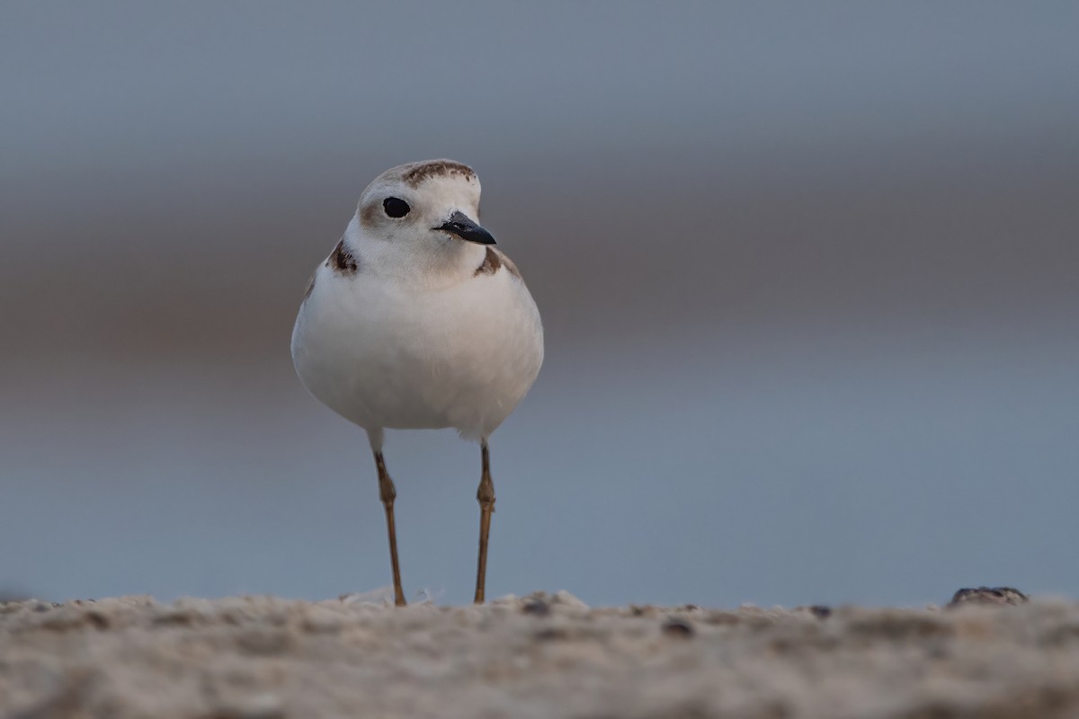 White-faced Plover - ML439290641