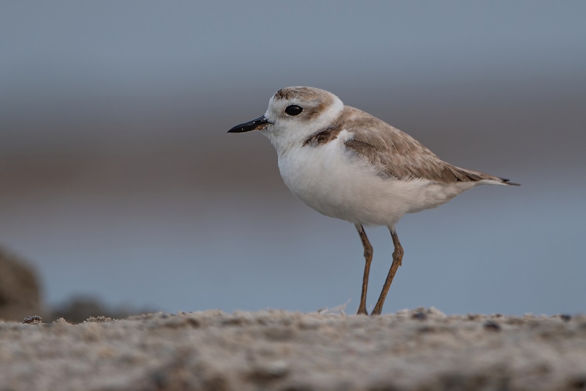 White-faced Plover - ML439290661