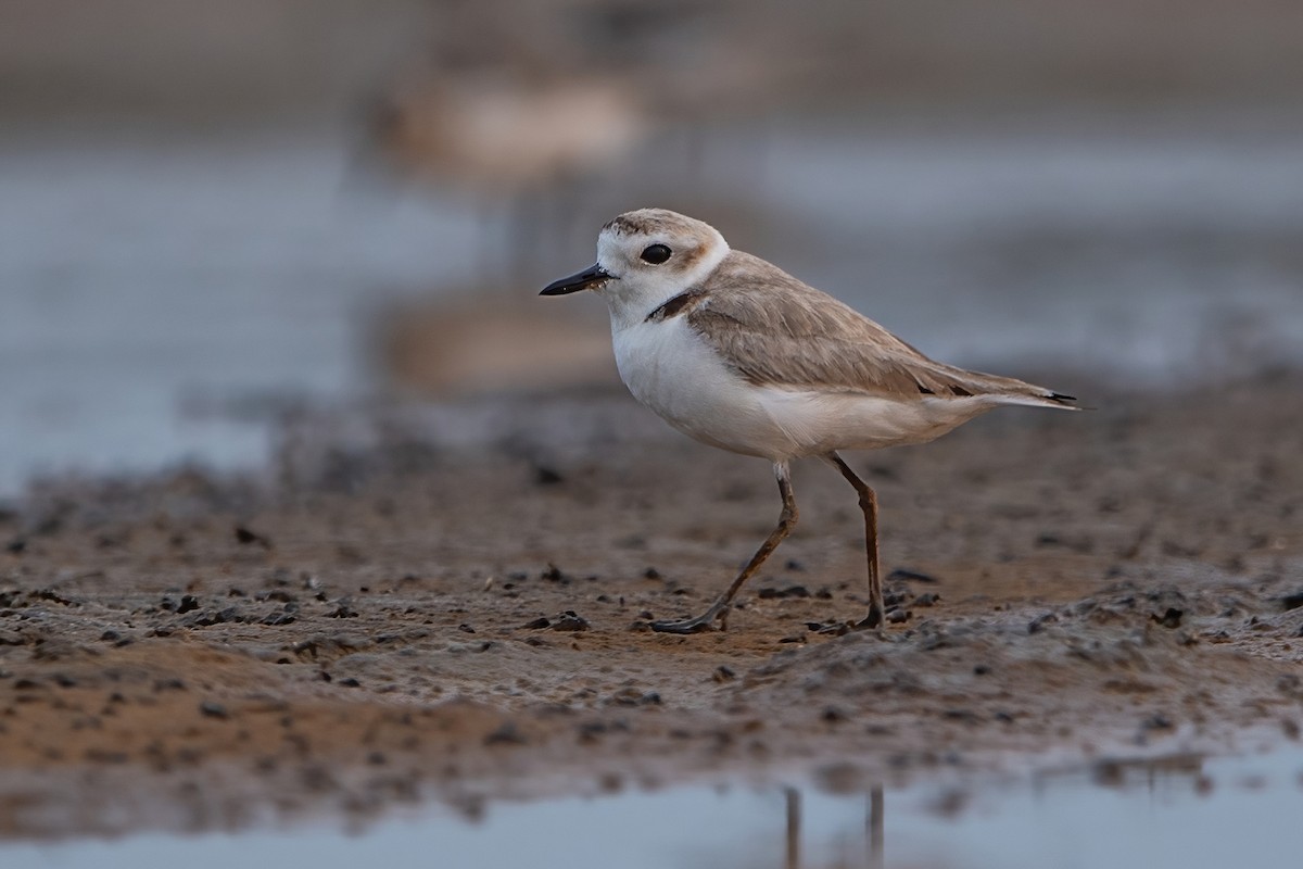 White-faced Plover - ML439290671