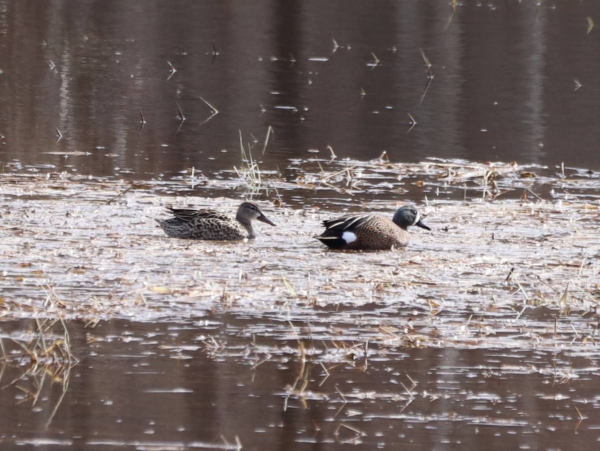 Blue-winged Teal - Robert Richard