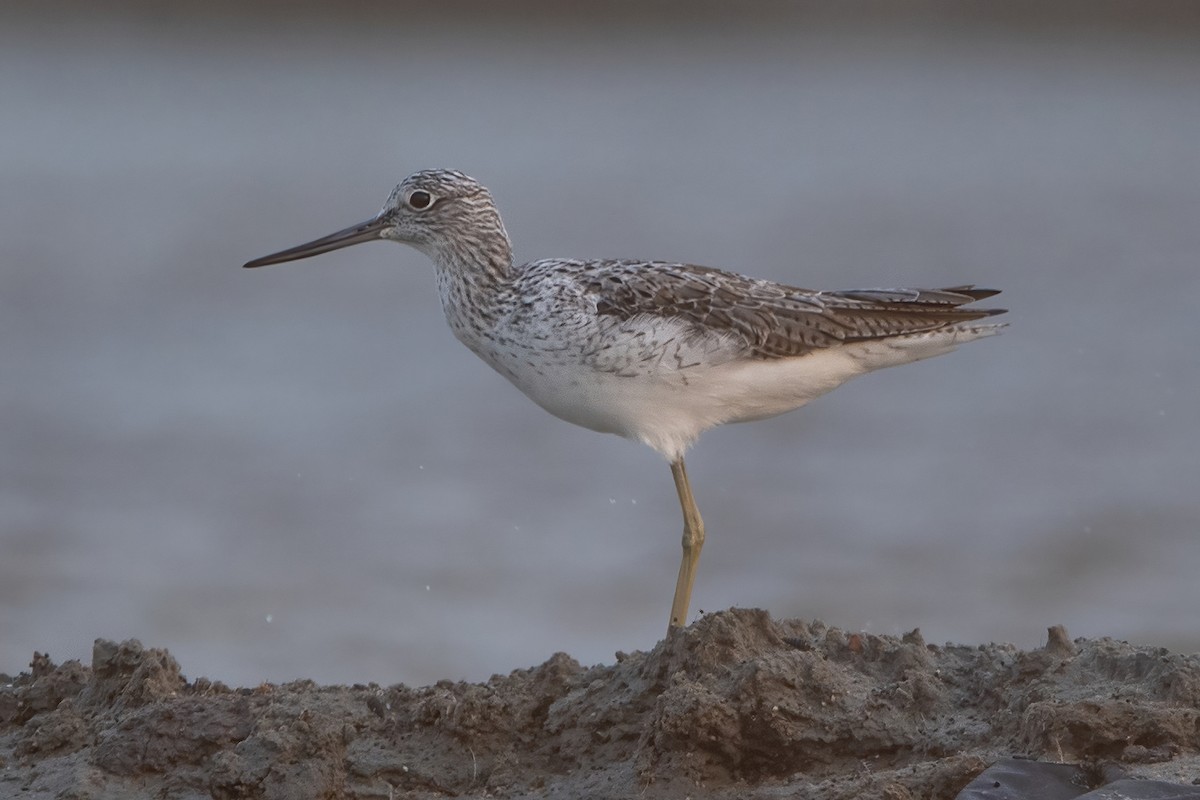 Common Greenshank - ML439291591