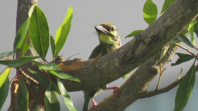 Coppersmith Barbet - ML439291971