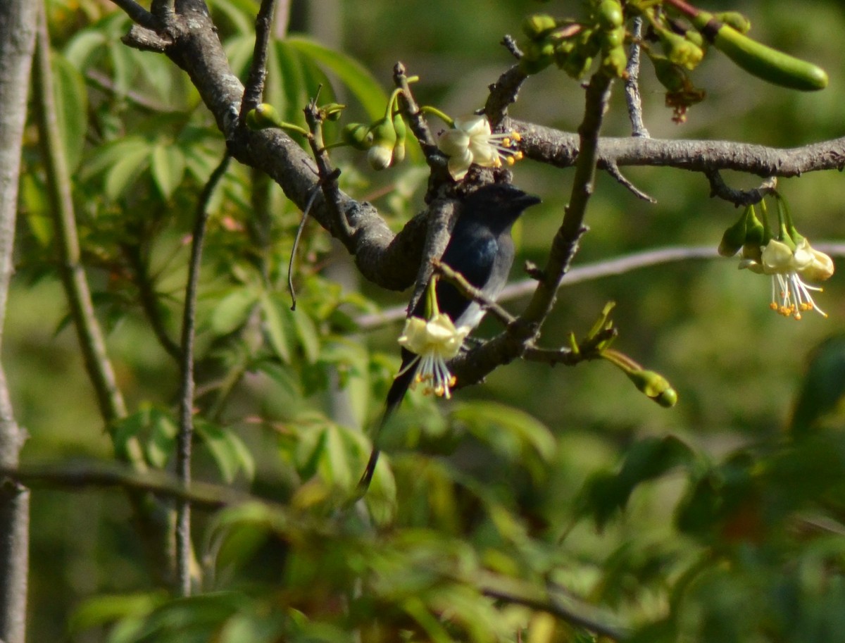 White-bellied Drongo - ML43929261