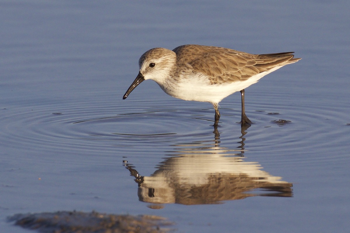 beringsnipe - ML43929421