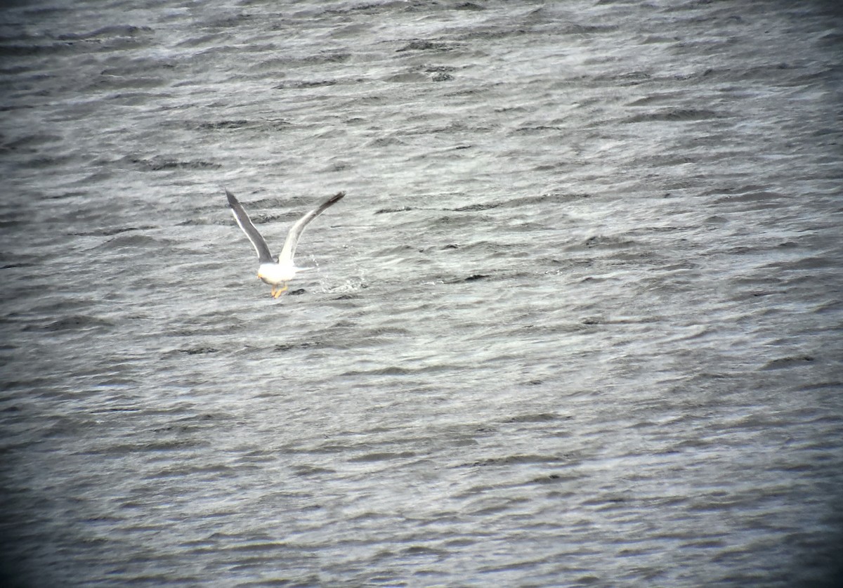 Lesser Black-backed Gull - ML439295531