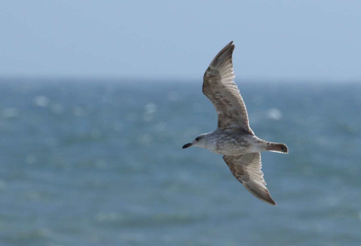 Herring Gull (European) - ML439295541