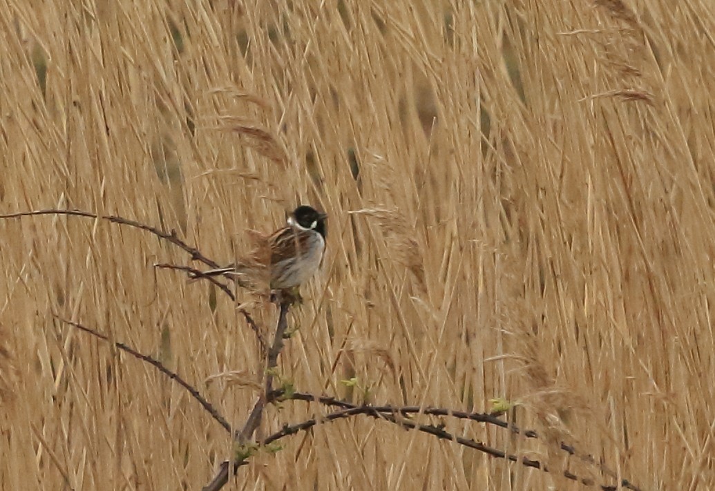 Reed Bunting - ML439295841