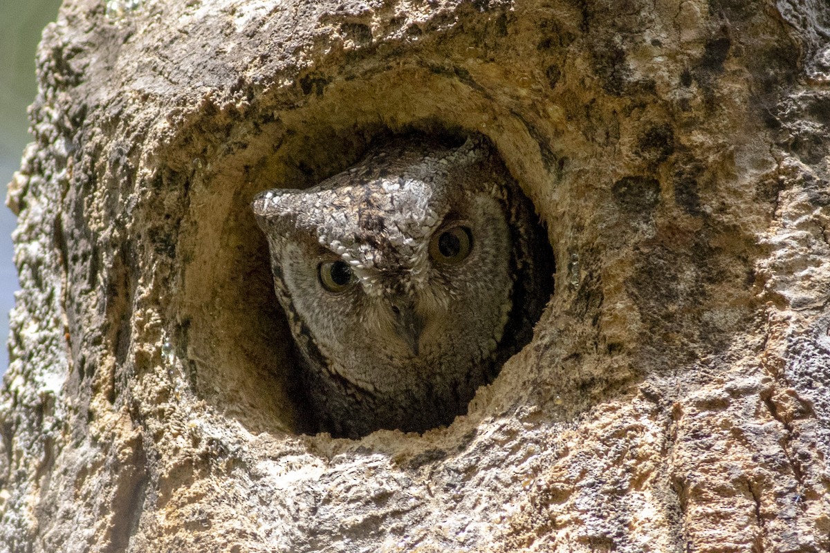 Petit-duc scops - ML439296861