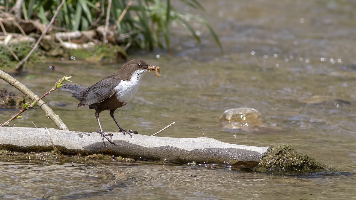 Cincle plongeur - ML439296911