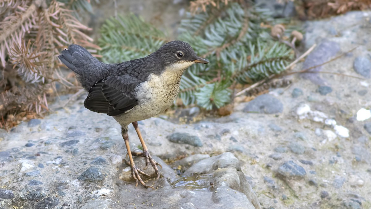 Cincle plongeur - ML439296921