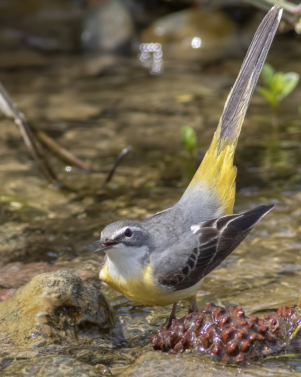 Bergeronnette des ruisseaux - ML439296951