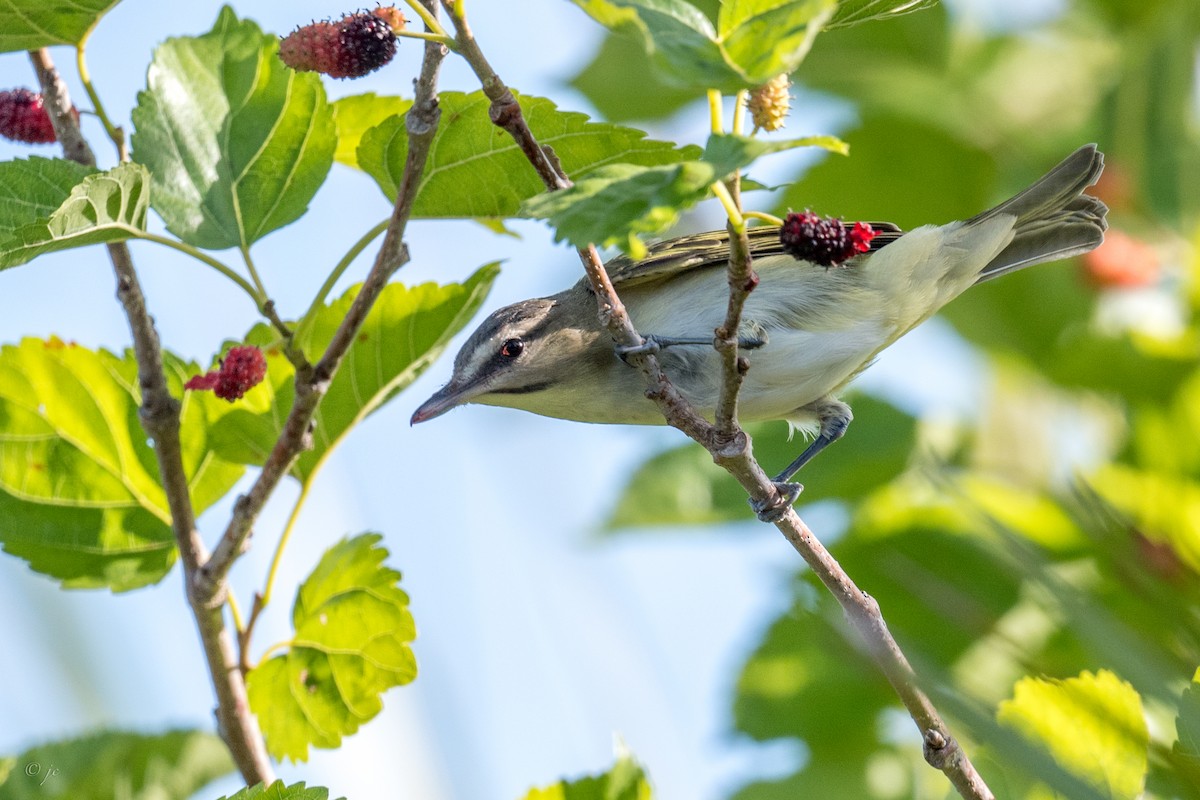 Black-whiskered Vireo - Joe Colontonio