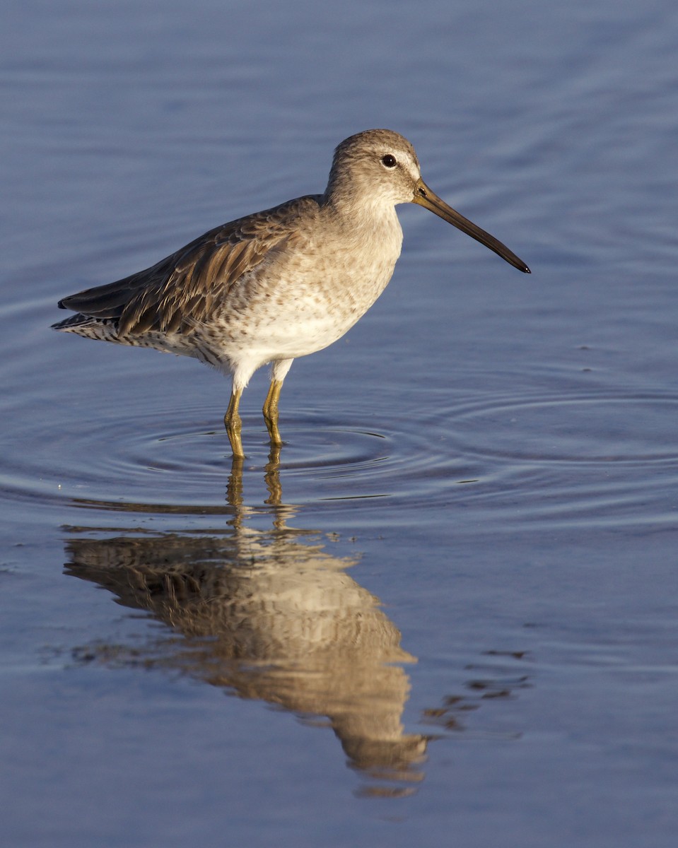 kortnebbekkasinsnipe/langnebbekkasinsnipe - ML43929731