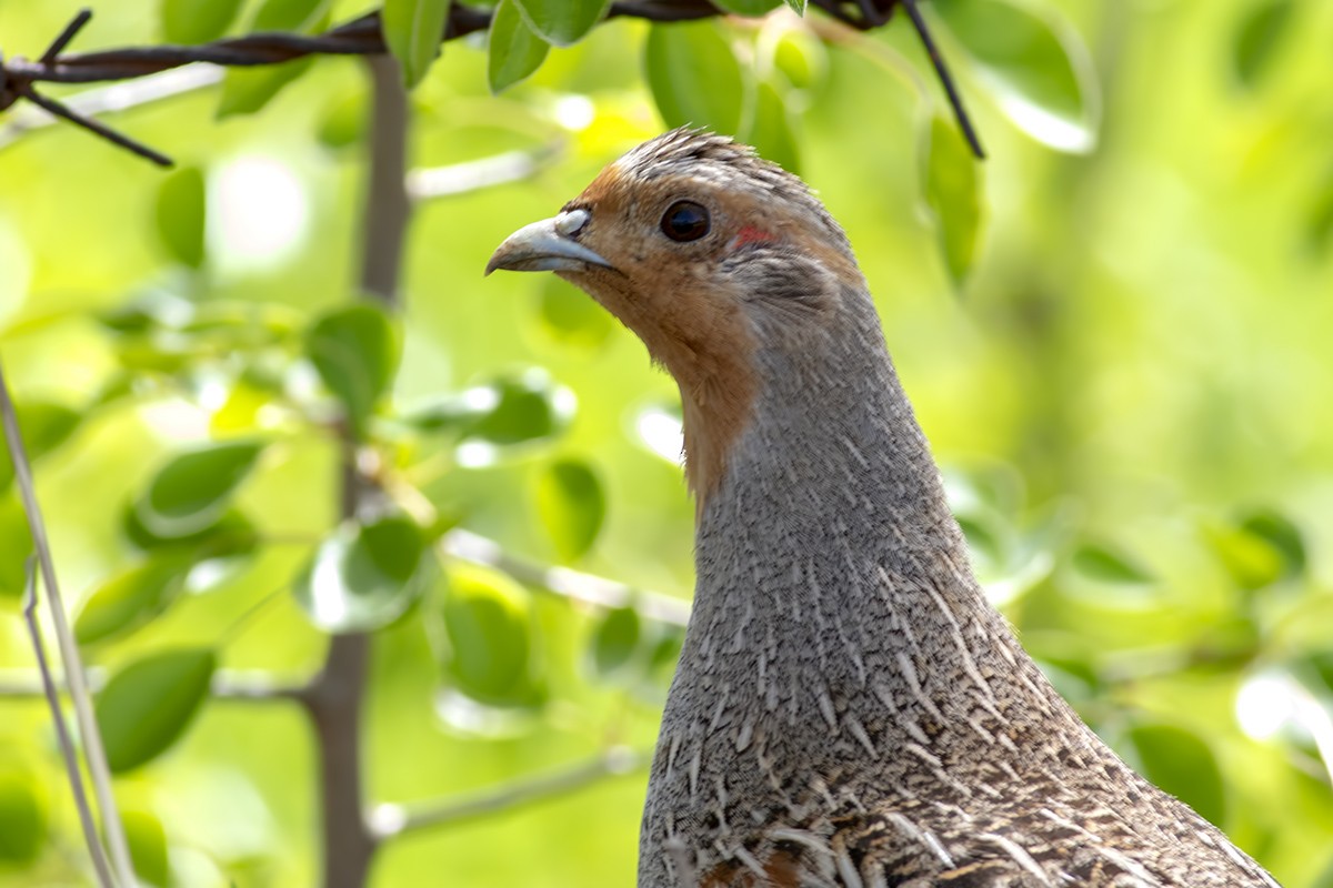 Gray Partridge - ML439297761